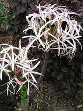 Crinum Lily, Ligulatum