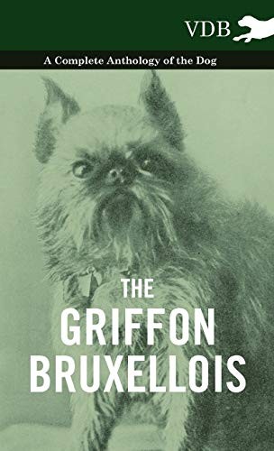 The griffon bruxellois a - griffon,