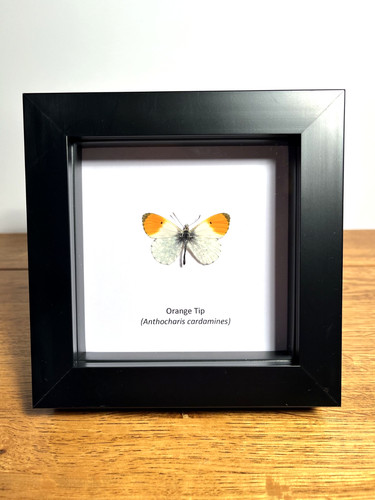 Orange tip butterfly - butterfly, box