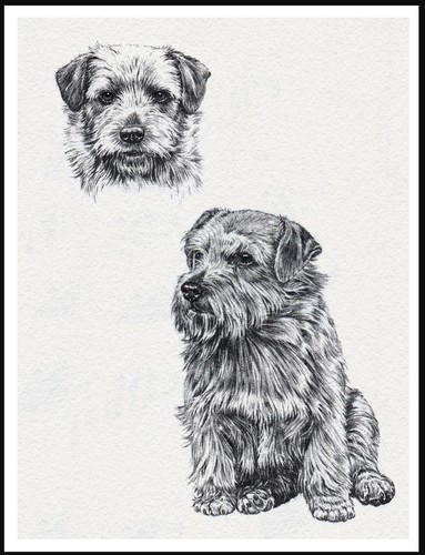Norfolk terrier lovely dog art - norfolk,