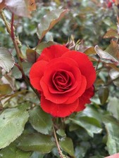 ERIC  - Red Floribunda Rose -