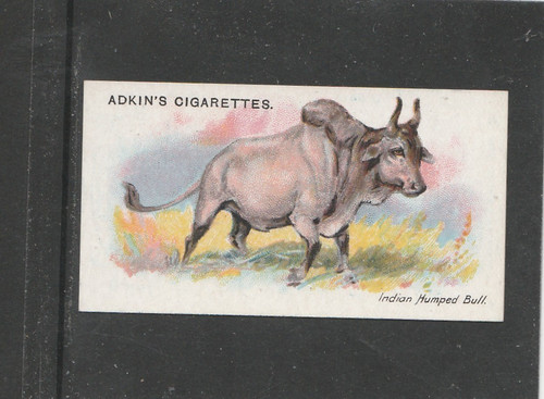 Adkin wild animals the - adkin, of
