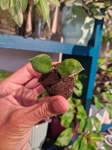 Hoya lacunosa wonosobo - lacunosa, 🩷wonosobo🩷