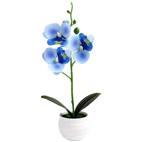 Phalaenopsis orchid potted - phalaenopsis,
