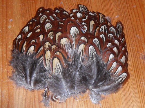 100 cock pheasant - 100, shoulder