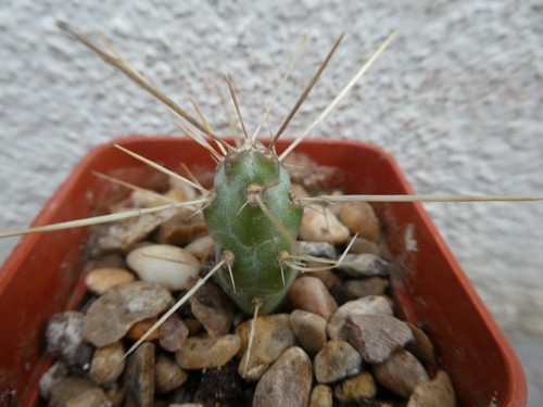 Opuntia molesta shown 5cm - in,