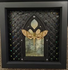 Xylophanes Pistacina Hawk Moth