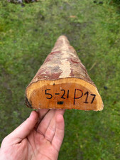 PACIFIC YEW Bow
