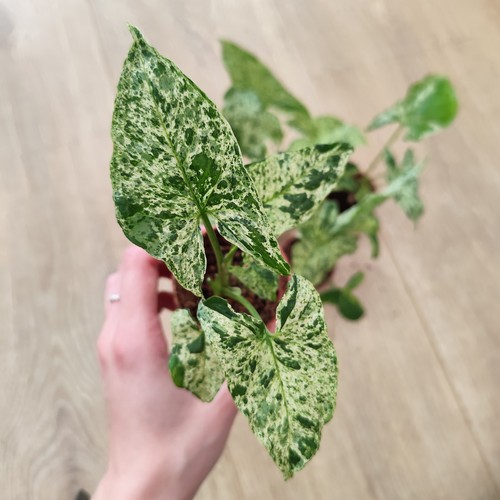 Highly variegated syngonium - highly,