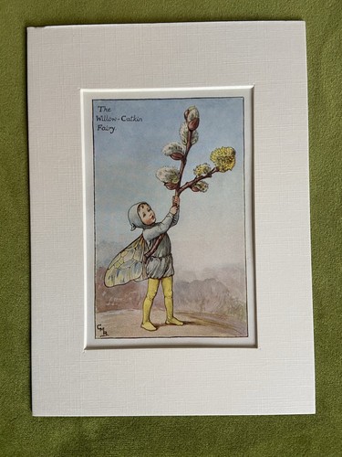 Willow catkin flower - ‘willow, catkin’