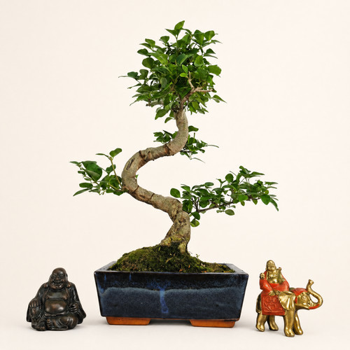 Chinese privet ligustrum - chinese, (ligustrum