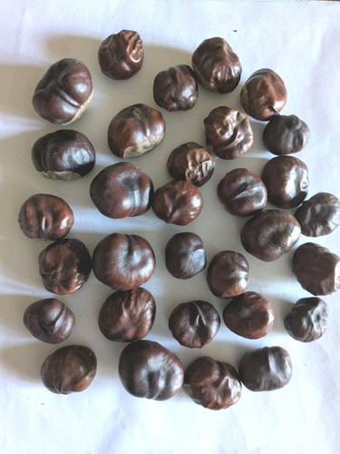 Conkers horse chestnut - 30,