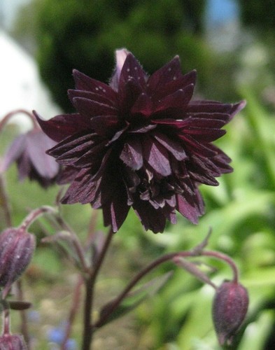 Beautiful black barlow - 30, x