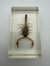 Real Chinese Scorpion Specimen