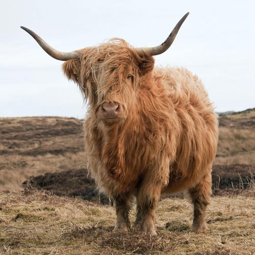 The farm highland cattle - the,