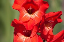 10 x Gladioli TRADERHORN