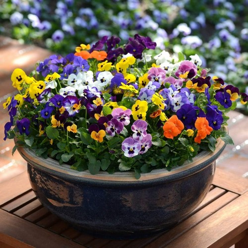 Viola pack mixed colour - viola, 6