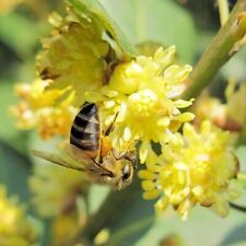 Hardy Bay Tree Laurus Nobilis Standard Evergreen 2 x 3 Litre Pot