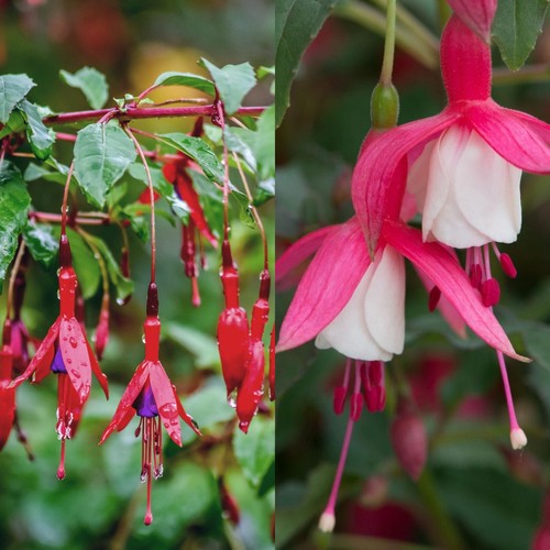 Fuchsia hardy plants - in, 9cm