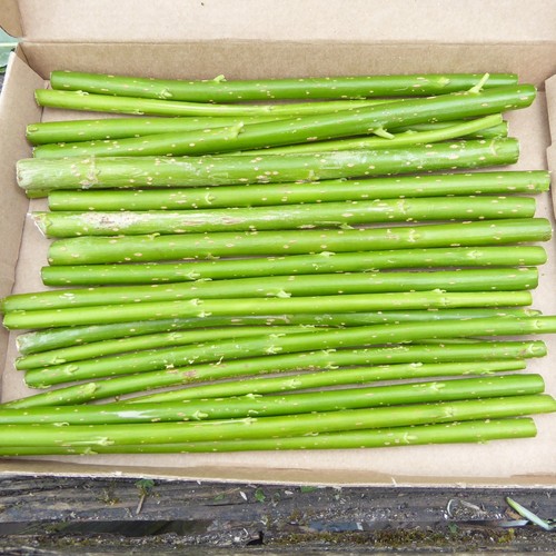 20cm hybrid willow - 20,