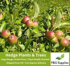 Crabapple 2-3ft tall native bare root tree saplings whips hedging plants hedge