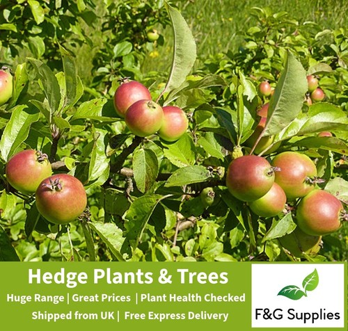 Crabapple 3ft tall - 2-3ft, native