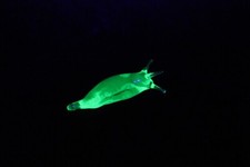 Uranium Glass Spotted Slug
