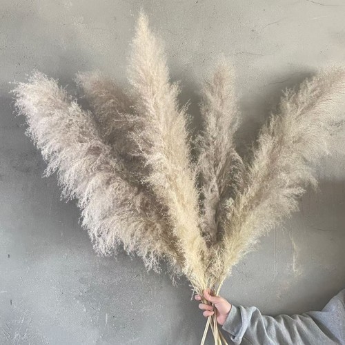 Natural dried pampas grass - natural,