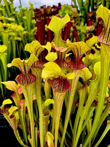 Sarracenia oreophila red mouth - sarracenia,