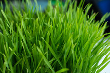 Organic Wheatgrass Seeds - Microgreens Seeds Micro Wheatgrass x 600 seeds