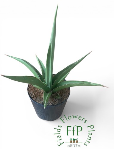Sansevieria silver syreni - sansevieria,