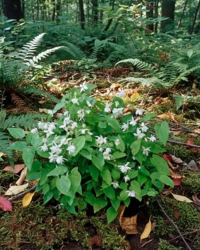 Epimedium niveum snowy - epimedium,