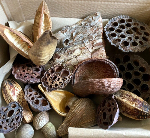 Biotropic medium jungle pods - jungle,