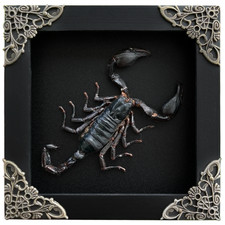 Black Scorpion Taxidermy