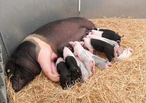 Photo 6x4 sow - sow, and