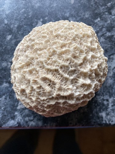 Aquarium coral rock from the - aquarium,