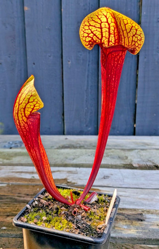 Sarracenia courtii frog - sarracenia, x