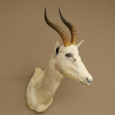 Blessbock Buntbock Light Coat