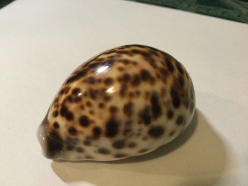 Tiger cowrie seashell - tiger,