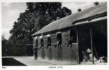 Surrey postcard cobham stud - postcard,