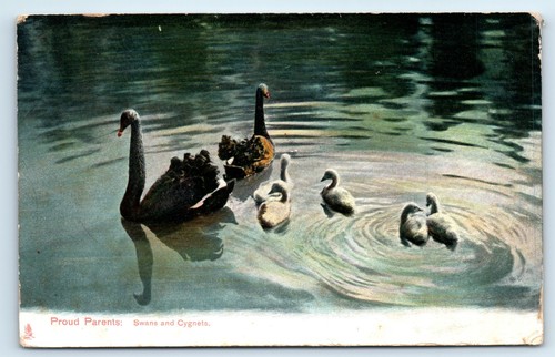 Postcard swans proud - postcard,