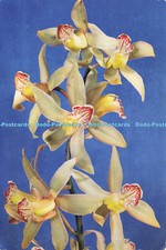 D185445 Cymbidium. J. Arthur Dixon. 1960