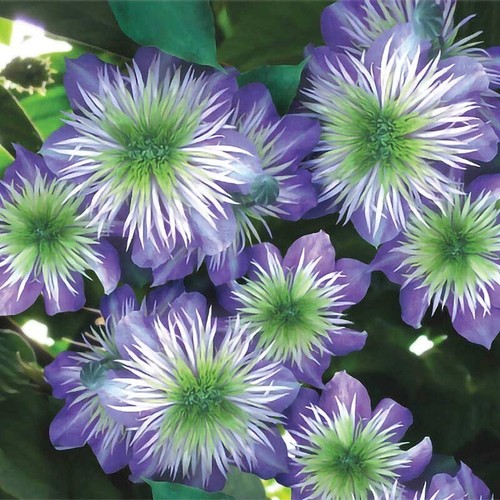 Crystal fountai clematis - 25,