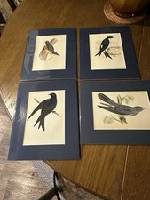Hand Coloured Prints of Birds