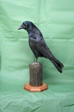 Taxidermy european rook crow - taxidermy,