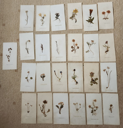 1850 plantes herbier - plantes, j