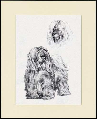 Tibetan terrier dog art - terrier,