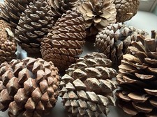 Lot of 14 Large Natural Pine Cones 15cm Rustic Craft Christmas Table Decor