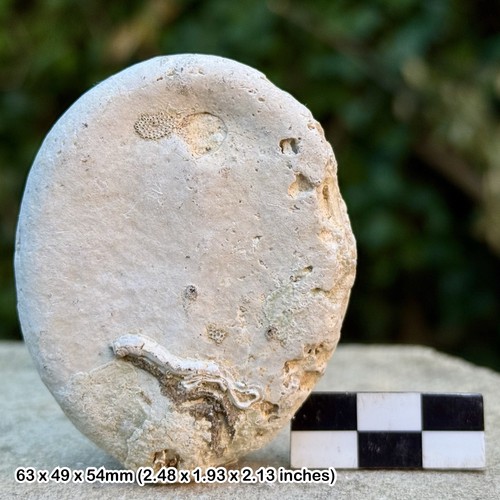 British chalk fossil - chalk, echinoid