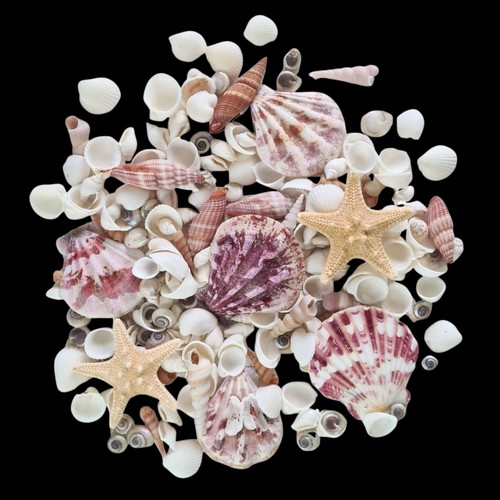 Mixed small shells pink white - shells,